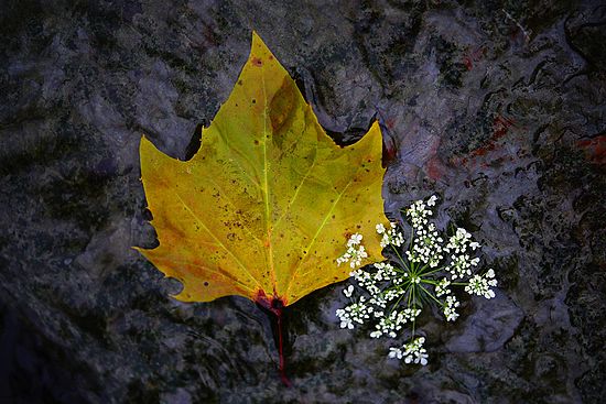 Water Color\n\nPlants & Flowers